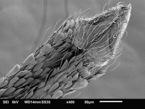 Mosquito Proboscis