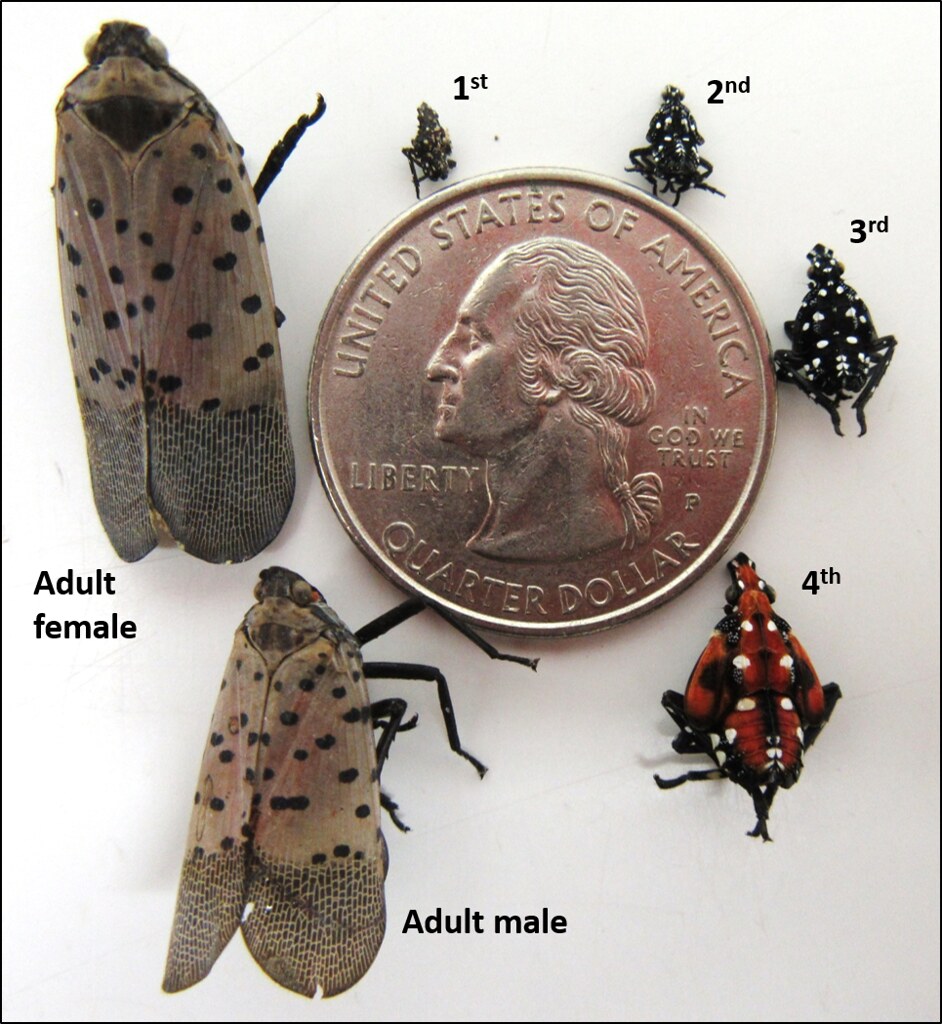 spotted-lanterfly-life-cycle-sizes