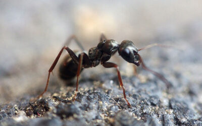 How to Get Rid of Ants Using a Least Toxic Method