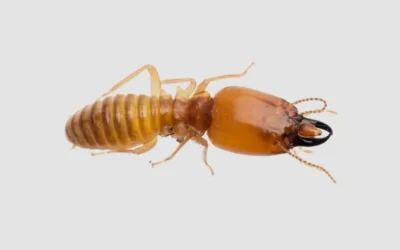 Featured Pest Control System: EXTERRA – The World’s Most Effective Termite Elimination Solution