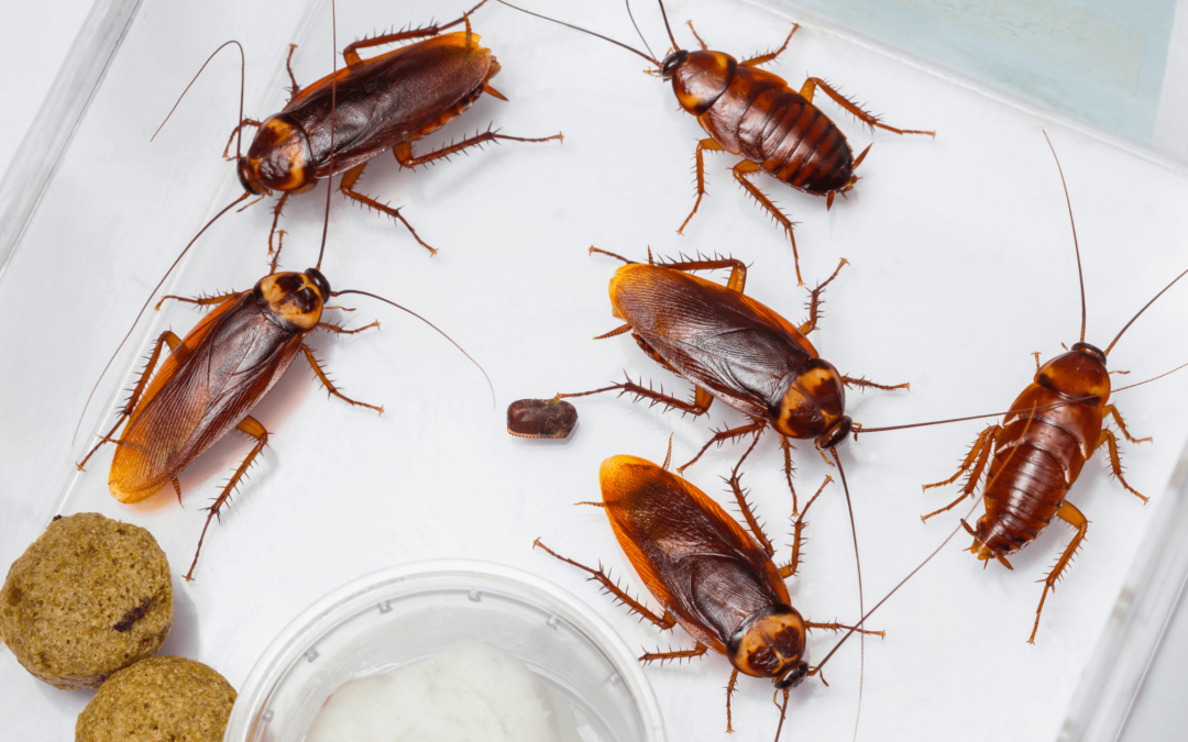 How I Got Rid of the Cockroach Infestation in a Home