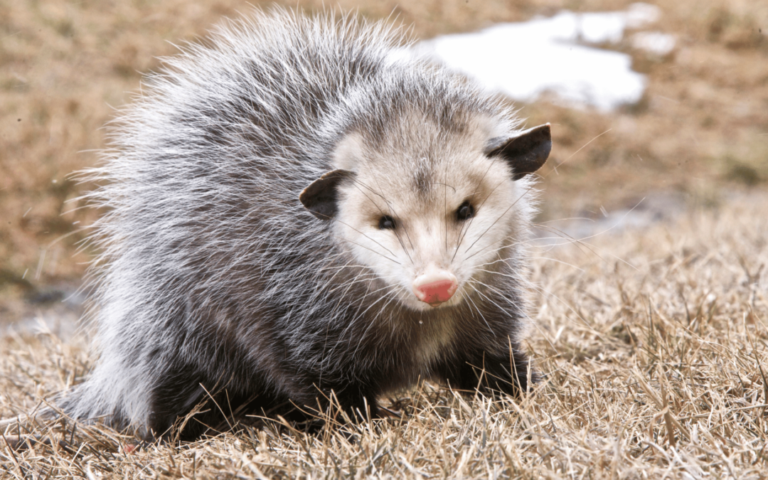 Expert Advice for Dealing with Raccoon and Opossum Infestations
